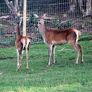 Scottish red deer (Cervus elaphus scoticus)