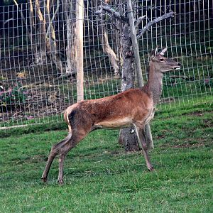 Scottish red deer (Cervus elaphus scoticus)