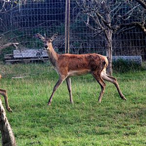 Scottish red deer (Cervus elaphus scoticus)