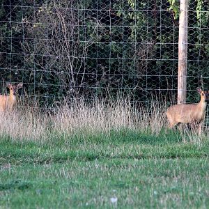 Reeves's muntjac (Muntiacus reevesi)