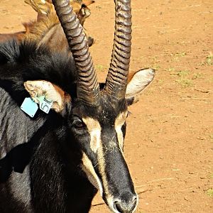 Southern Sable Antelope Bull