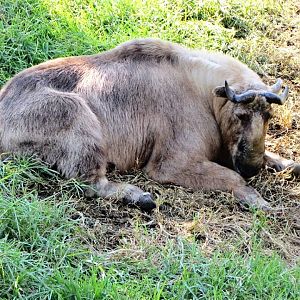Sichuan Takin