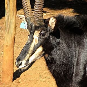 Southern Sable Antelope Bull