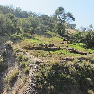 Southern Lion Exhibit