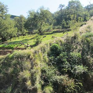 First Generic Tiger Exhibit