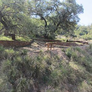 Second Generic Tiger Exhibit