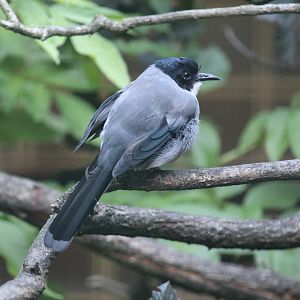 Black-Headed Sibia