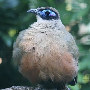 Giant Coua