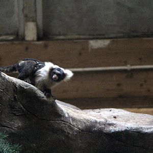 Santarem or black and white tassel-ear marmoset (Mico humeralifer)