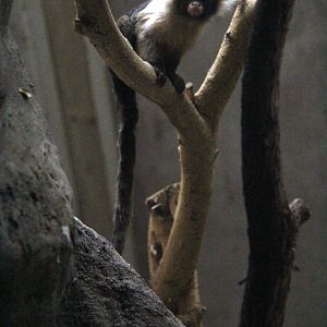 Santarem or black and white tassel-ear marmoset (Mico humeralifer)