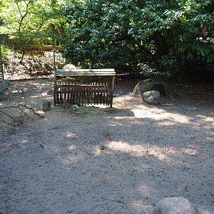 Patagonian mara exhibit