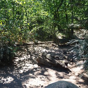 Patagonian mara exhibit