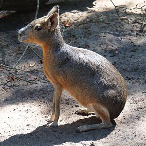 Patagonian mara (Dolichotis patagonum)