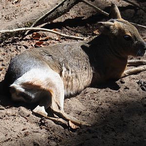 Patagonian mara (Dolichotis patagonum)