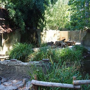 Yellow mongoose exhibit