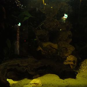 Kaiser's spotted newt tank