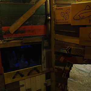 Signs and tank blind cave fish (Astyanax mexicanus)