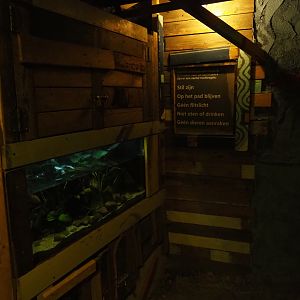 Tank Rio Cauca caecilian (Typhlonectes natans)