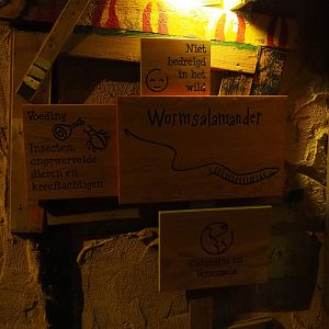 Signs Rio Cauca caecilian (Typhlonectes natans)