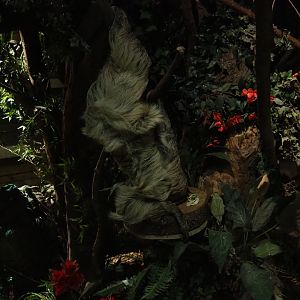 Linnaeus's two-toed sloths (Choloepus didactylus)