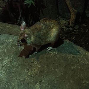 Votsotsa or Malagasy giant jumping rat (Hypogeomys antimena)