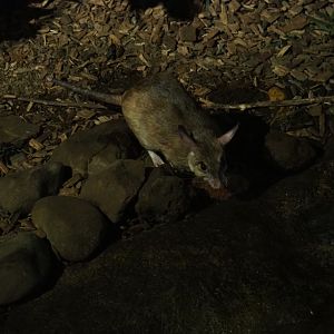 Votsotsa or Malagasy giant jumping rat (Hypogeomys antimena)