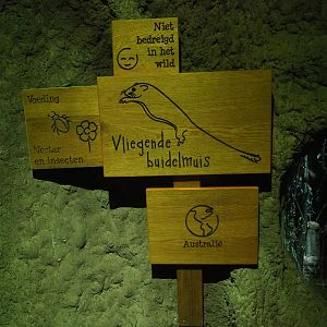 Signage feathertail glider (Acrobates pygmaeus)