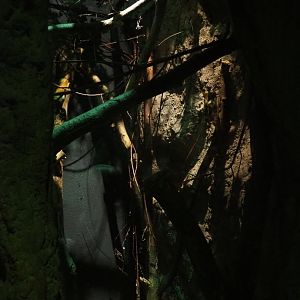 Feathertail glider exhibit