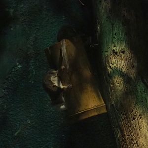 Feathertail glider (Acrobates pygmaeus) on feeder