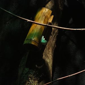 Feathertail glider feeder