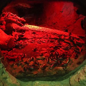 Madagascar hissing cockroaches terrarium