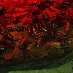 Madagascar hissing cockroaches (Gromphadorhina portentosa)