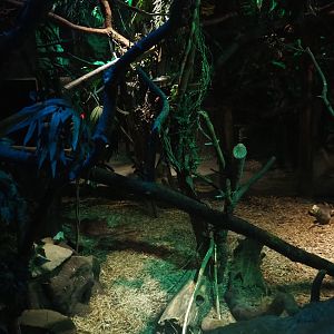 Votsotsa/Senegal bushbaby exhibit