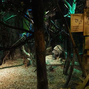 Votsotsa/Senegal bushbaby exhibit