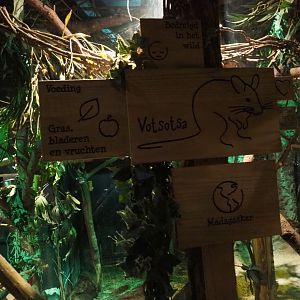 Signage votsotsa or Malagasy giant jumping rat (Hypogeomys antimena)