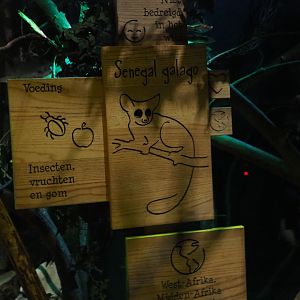 Signage Senegal bushbaby (Galago senegalensis)