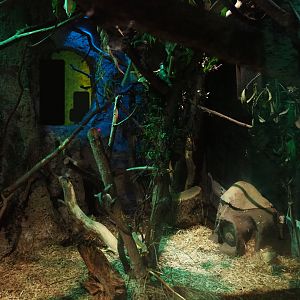 Votsotsa/Senegal bushbaby exhibit