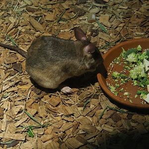 Votsotsa or Malagasy giant jumping rat (Hypogeomys antimena)