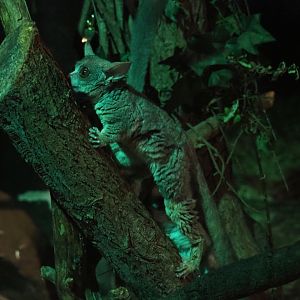 Senegal bushbaby (Galago senegalensis)