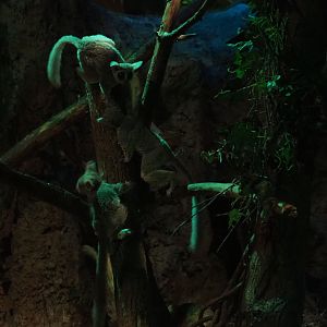 Senegal bushbabies (Galago senegalensis)