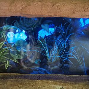 Emperor scorpion terrarium with blacklight