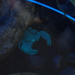 Emperor scorpion (Pandinus imperator) under blacklight
