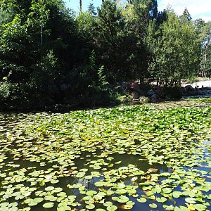 Water-lily covered pond near the savanna paddock