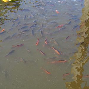 Lots of carp (Cyprinus carpio)