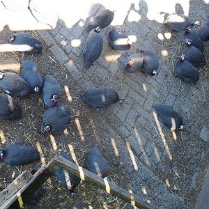 Lots of helmeted guineafowl (Numida meleagris)
