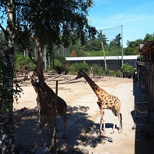 Savanna paddock and viewing area