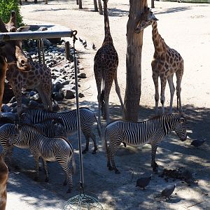 Rotschild's giraffes, Grévy's zebras and helmeted guineafowl