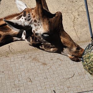 Rotschild's giraffe (Giraffa camelopardalis camelopardalis)