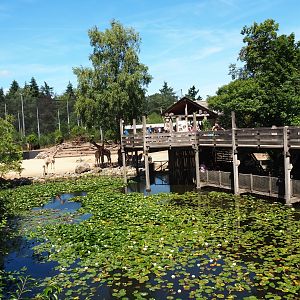 Pond and viewing area near the savanna paddock