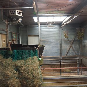 Interior of giraffe barn